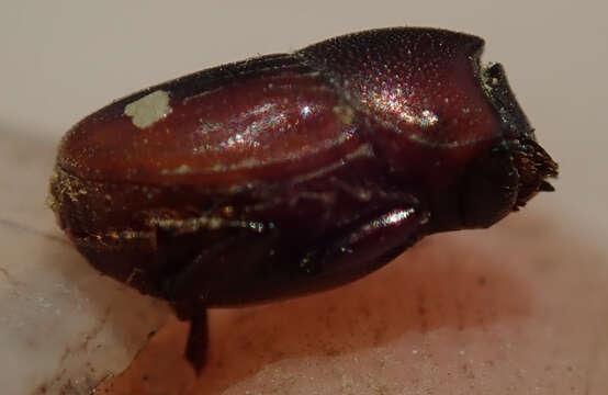 Image of Caccobius (Caccophilus) ferrugineus (Fahraeus 1857)