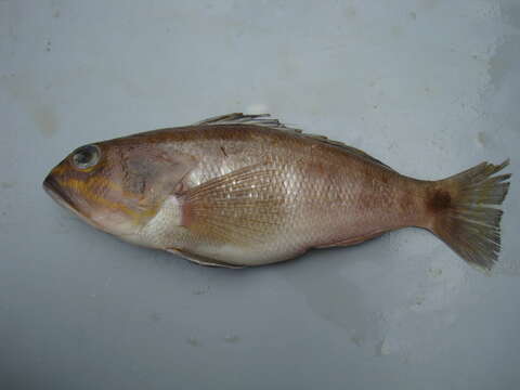 Image of Orange-spotted sand perch
