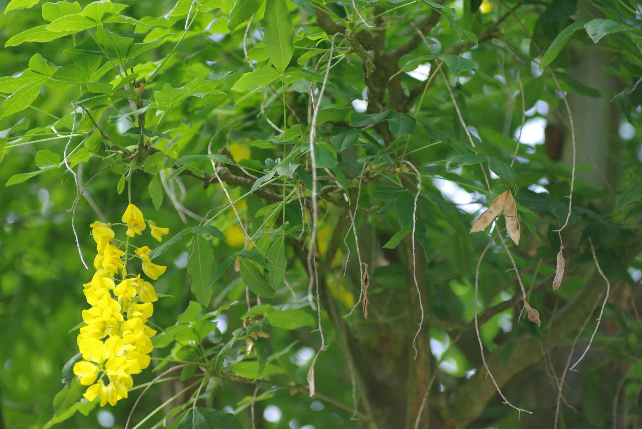 Image of Common Laburnum