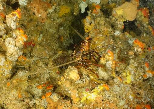 Image of Longlegged Spiny Lobster