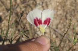 Image of redspot clarkia