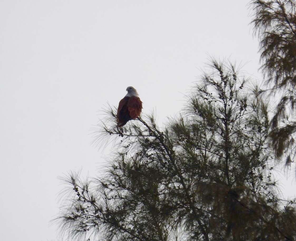 Image of Brahminy Kite