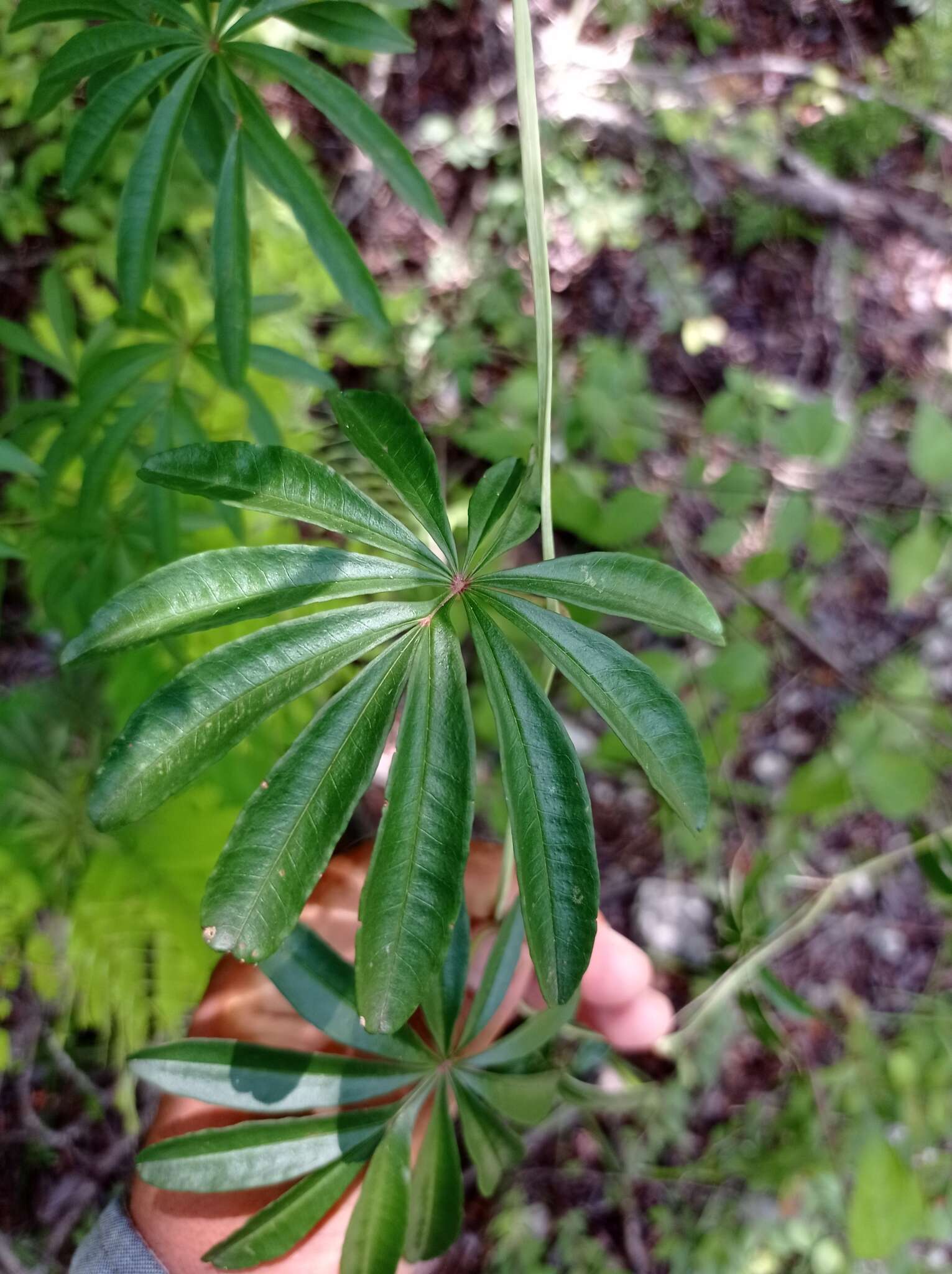 Imagem de Ipomoea heterodoxa Standl. & Steyerm.