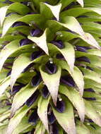 Imagem de Lobelia deckenii subsp. deckenii