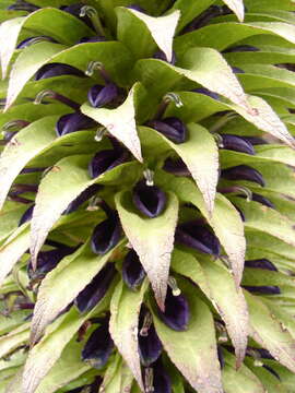 Image of Lobelia deckenii subsp. deckenii