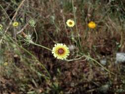 Imagem de Tolpis umbellata Bert.