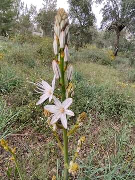 Plancia ëd Asphodelus lusitanicus Cout.