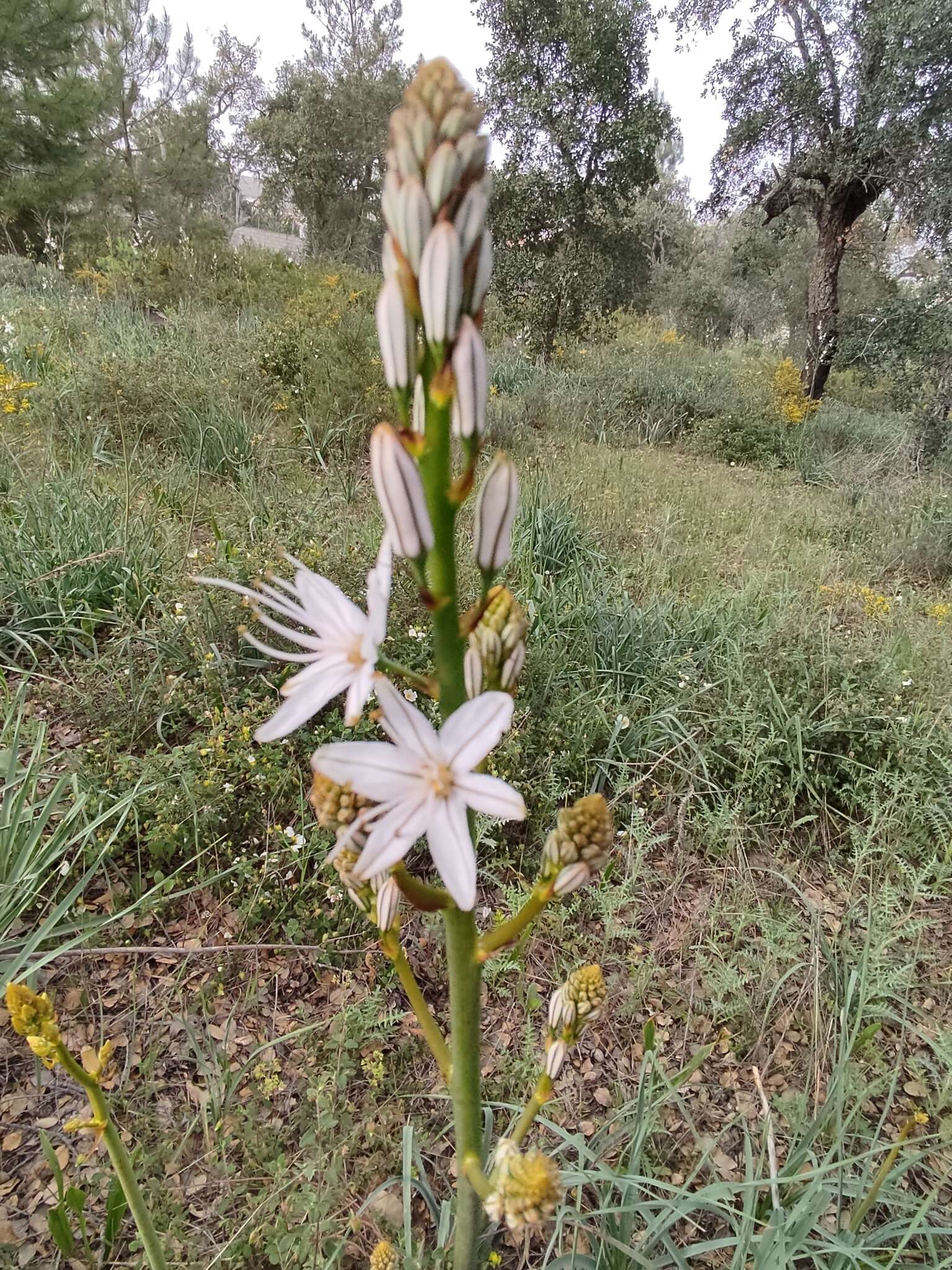 Sivun Asphodelus lusitanicus Cout. kuva