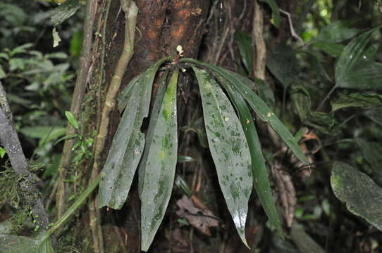 Image of Peperomia pernambucensis Miq.