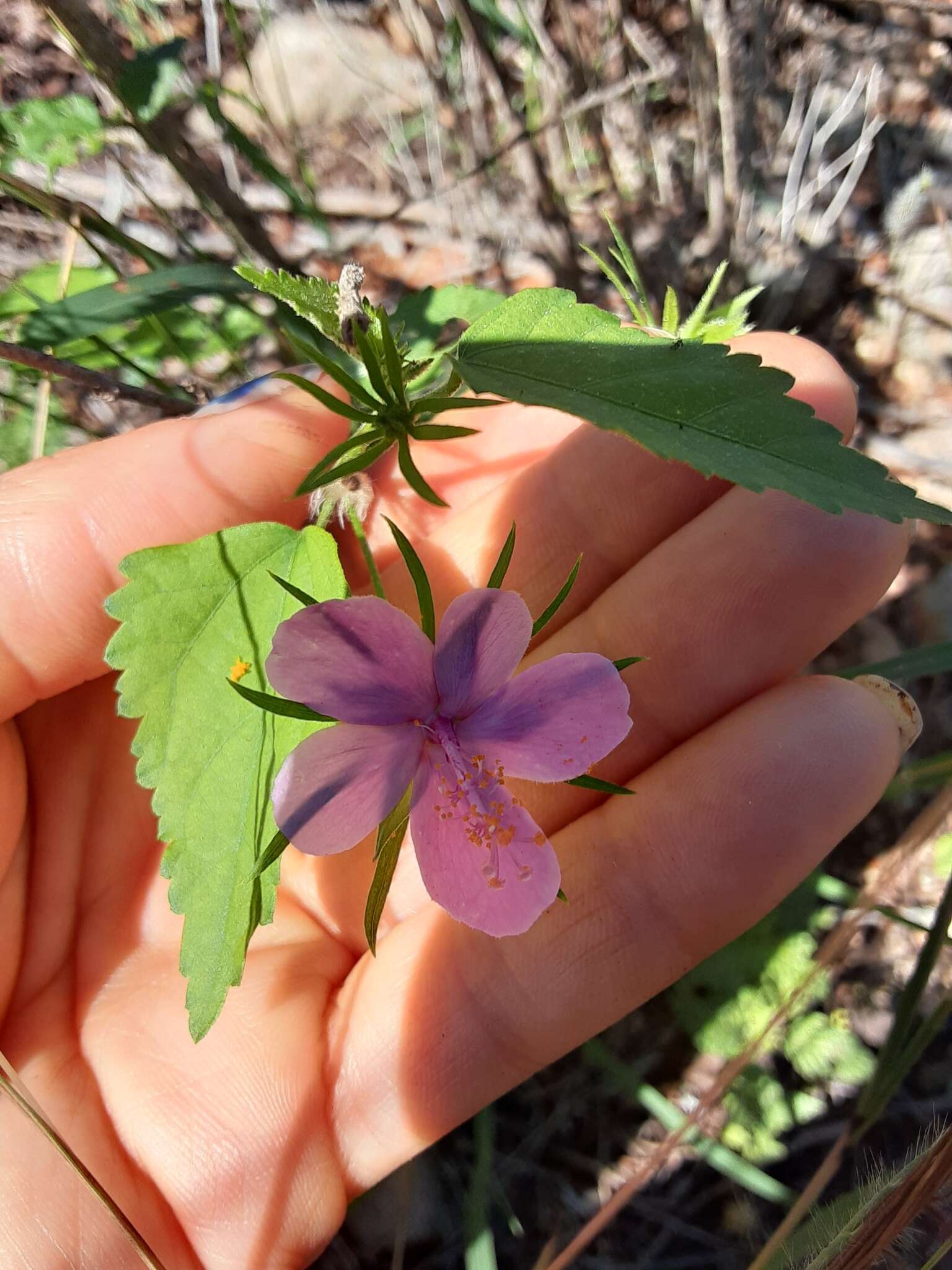 Image of Brazilian rosemallow