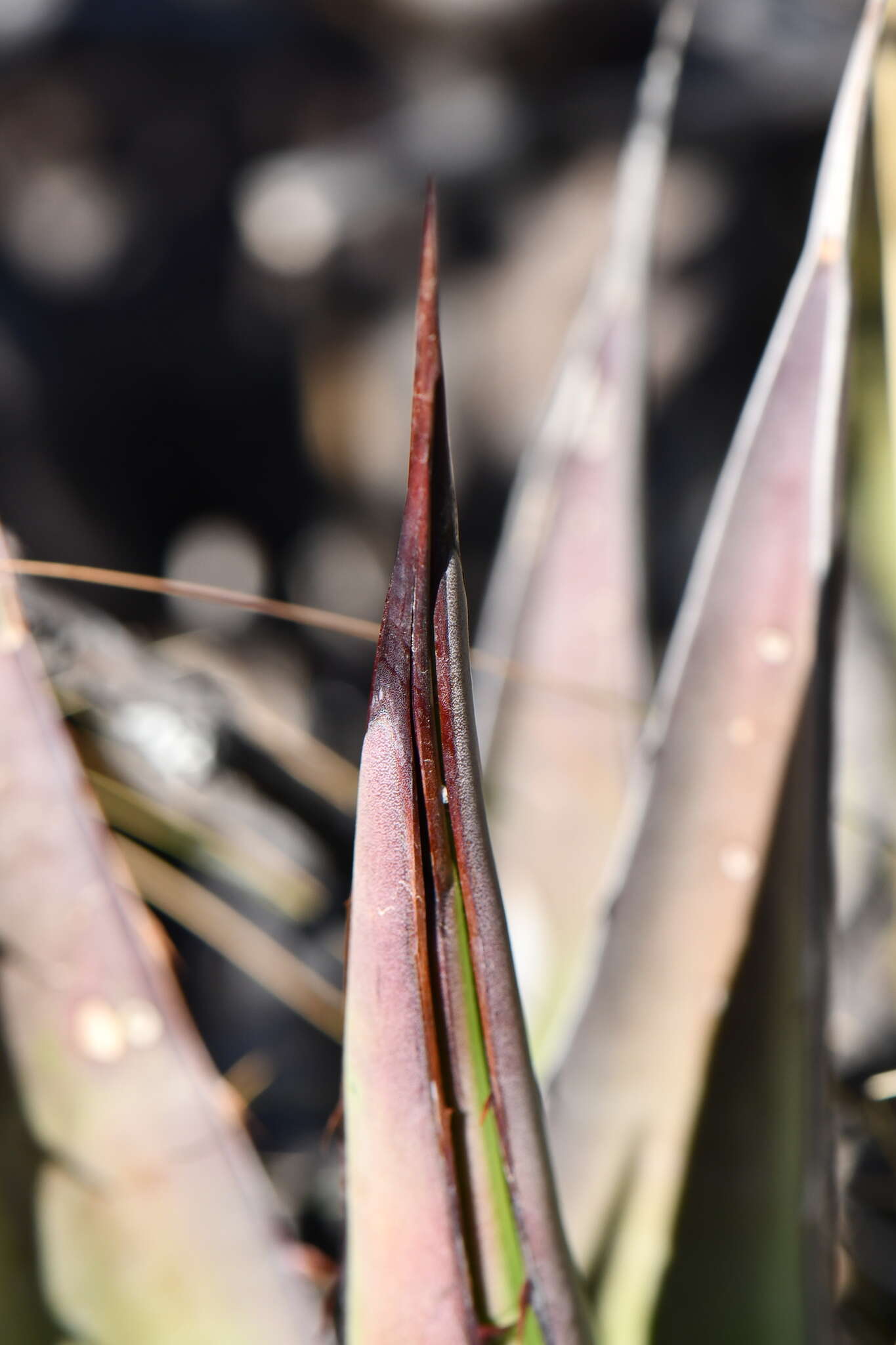 Agave glomeruliflora (Engelm.) A. Berger的圖片