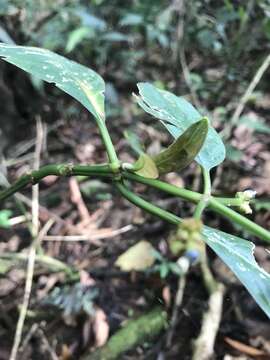 Plancia ëd Palicourea caerulea (Ruiz & Pav.) Schult.