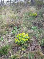 Euphorbia epithymoides L. resmi