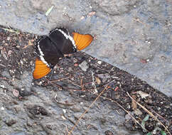 Image de Siproeta epaphus epaphus