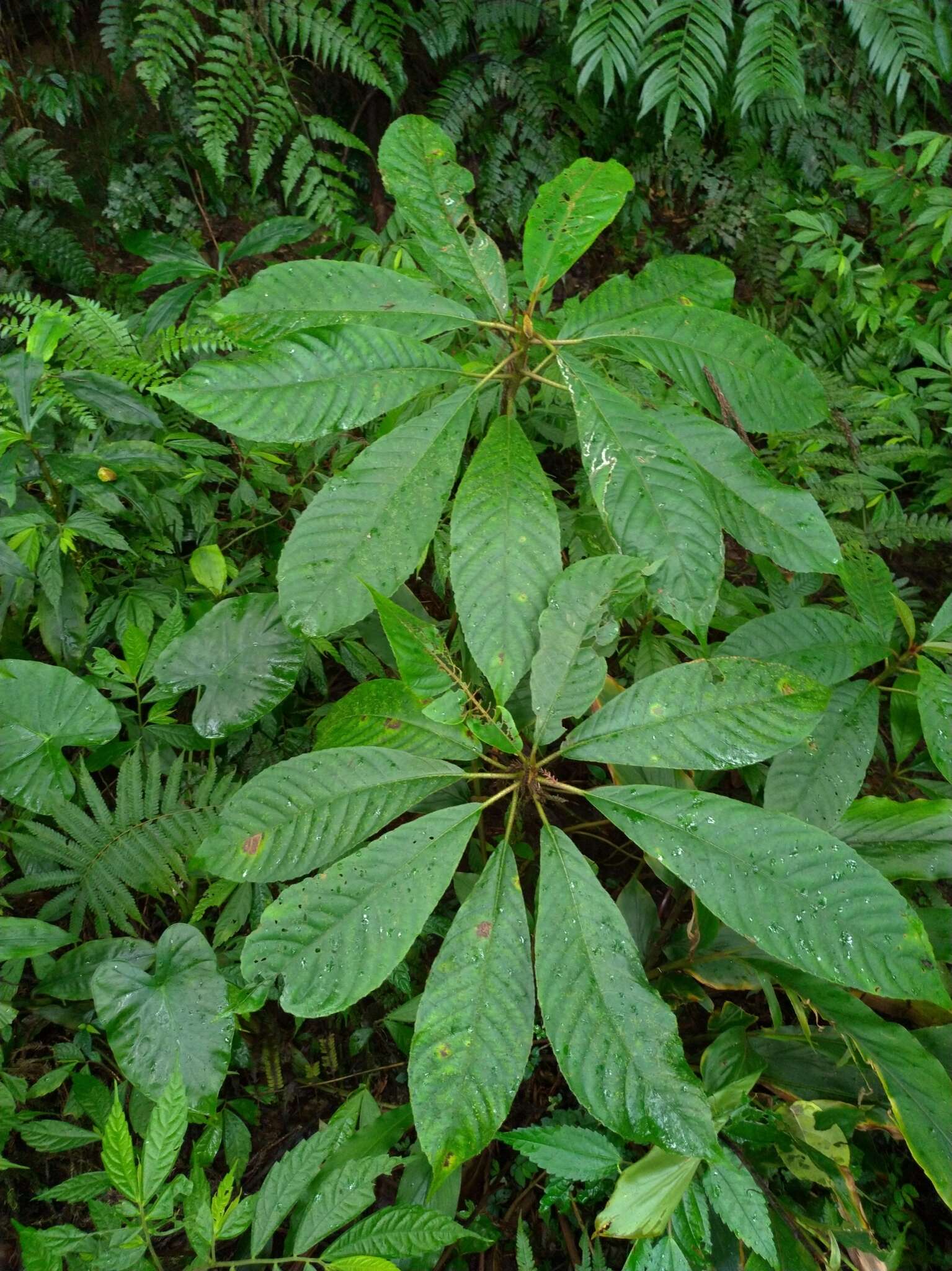 Image de Saurauia tristyla DC.