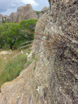 Image of Sartidia isaloensis Voronts., Razanats. & Besnard