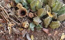 Huernia barbata subsp. barbata的圖片