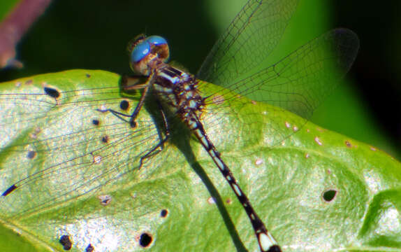 Image of Macrothemis ultima González 1992