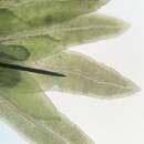 Image of <i>Fissidens cristatus</i>
