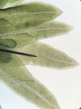 Image of <i>Fissidens cristatus</i>