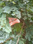 Image of Tasar Silk Moth