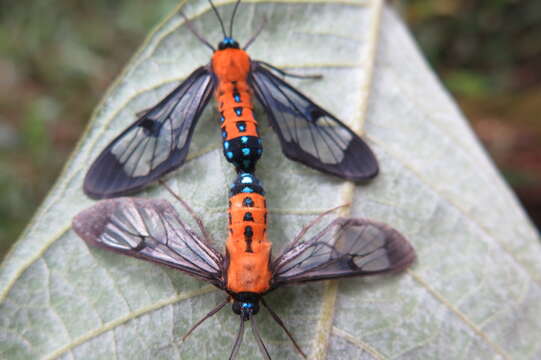 Image of Sarosa notata Butler 1876