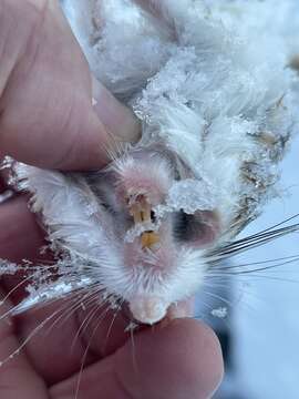 Image of Chisel-toothed Kangaroo Rat