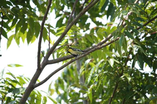 Image of Black-lored Tit