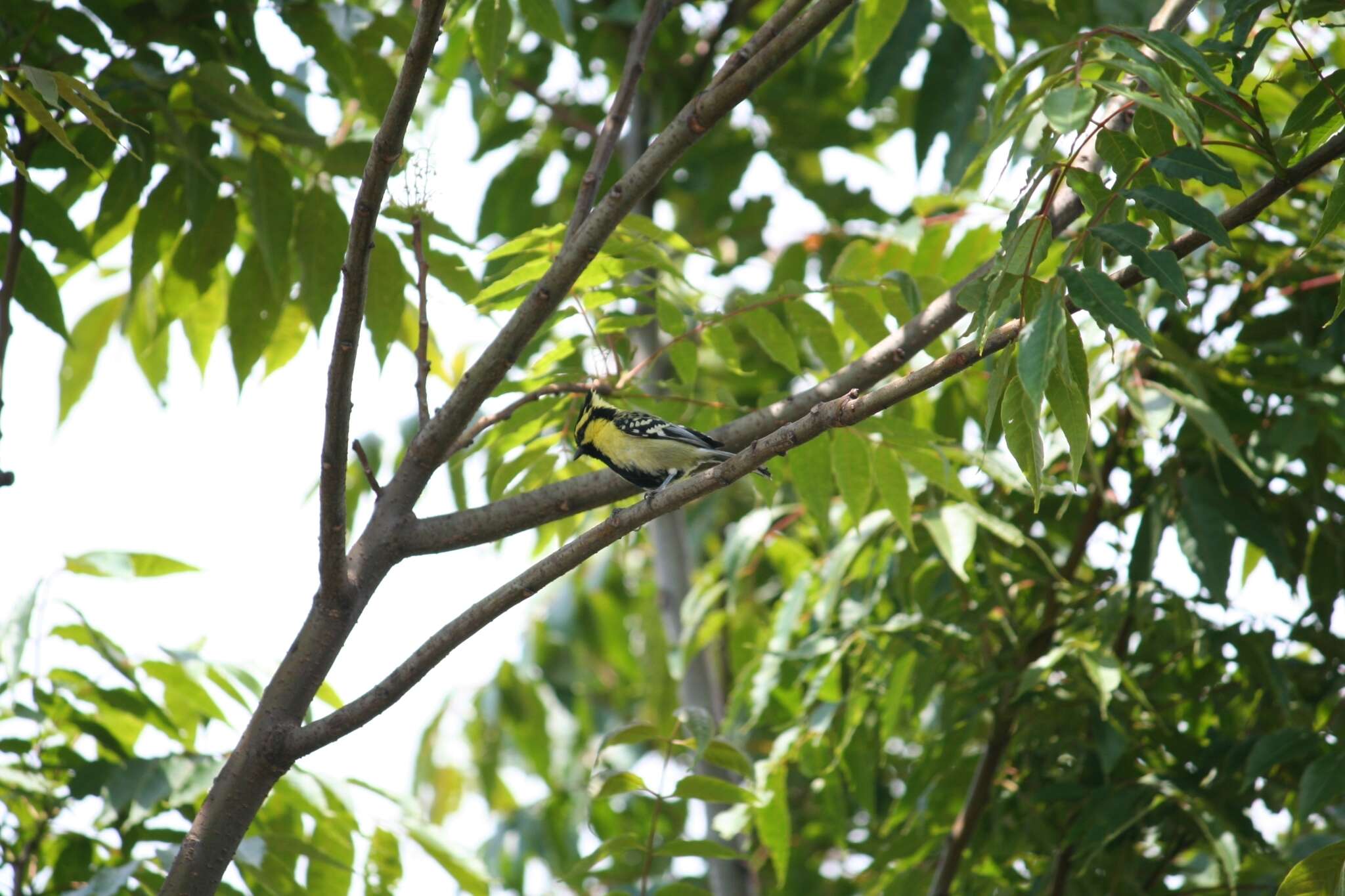 Image of Black-lored Tit