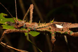 Image of Haaniella grayii (Westwood 1859)