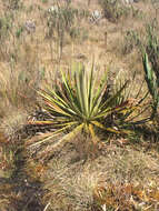 Puya goudotiana Mez的圖片