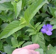 Image of limestone wild petunia