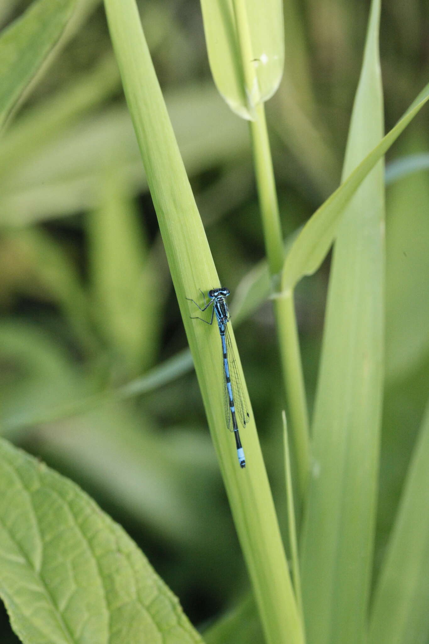 Image of Variable Bluet