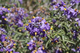 Image of Chilean Nightshade Chilean