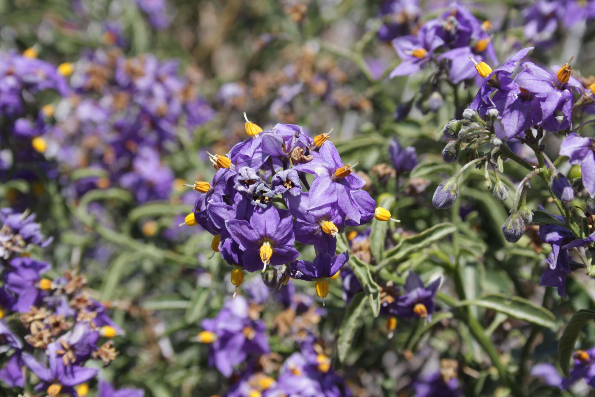 Image of Chilean Nightshade Chilean