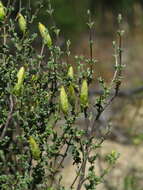 صورة Pteronia cinerea L. fil.