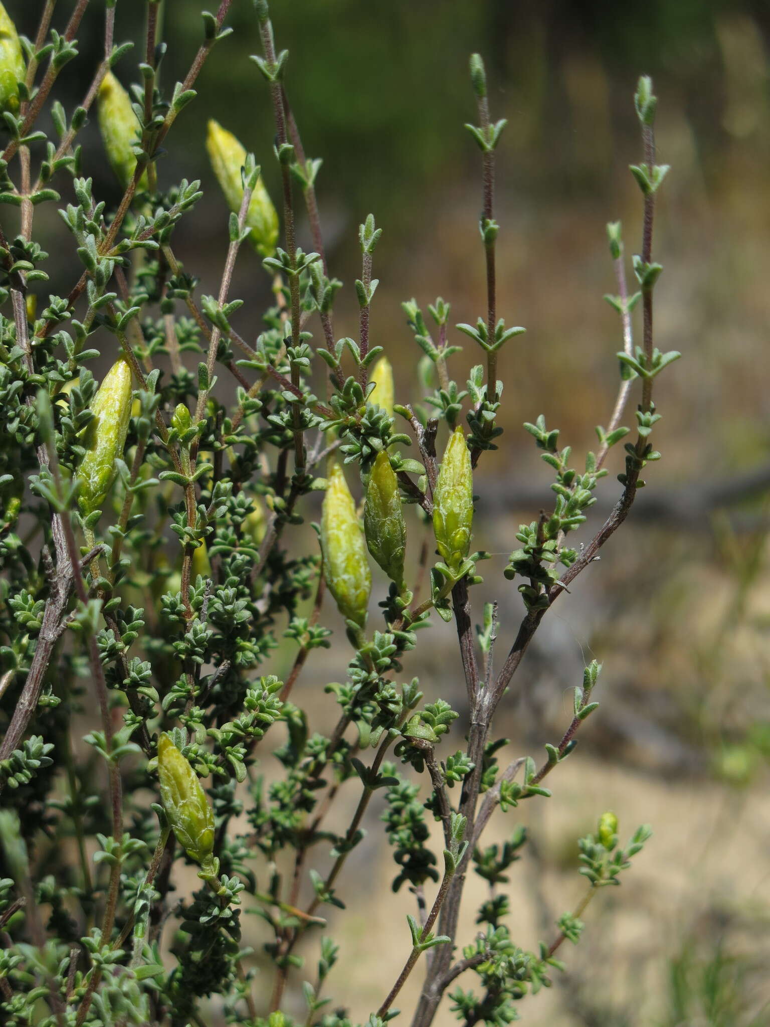 صورة Pteronia cinerea L. fil.