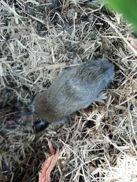 Image of Iberian Vole