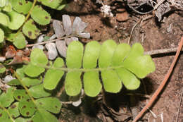 Image of Anemia oblongifolia (Cav.) Sw.