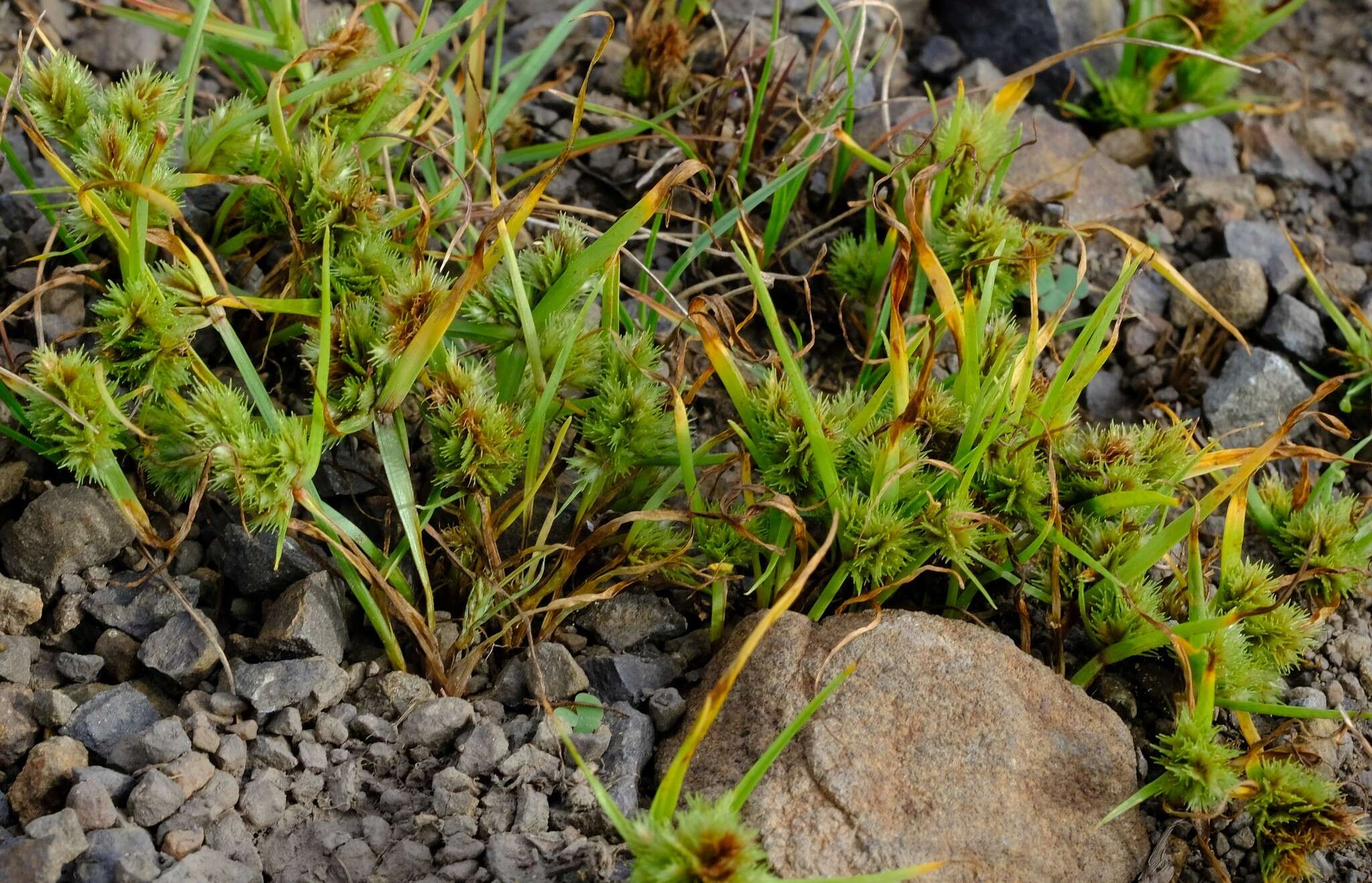 Image of bearded flatsedge