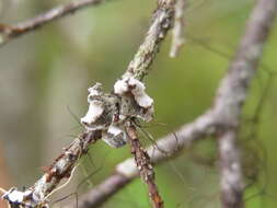 Image of Erioderma sorediatum D. J. Galloway & P. M. Jørg.