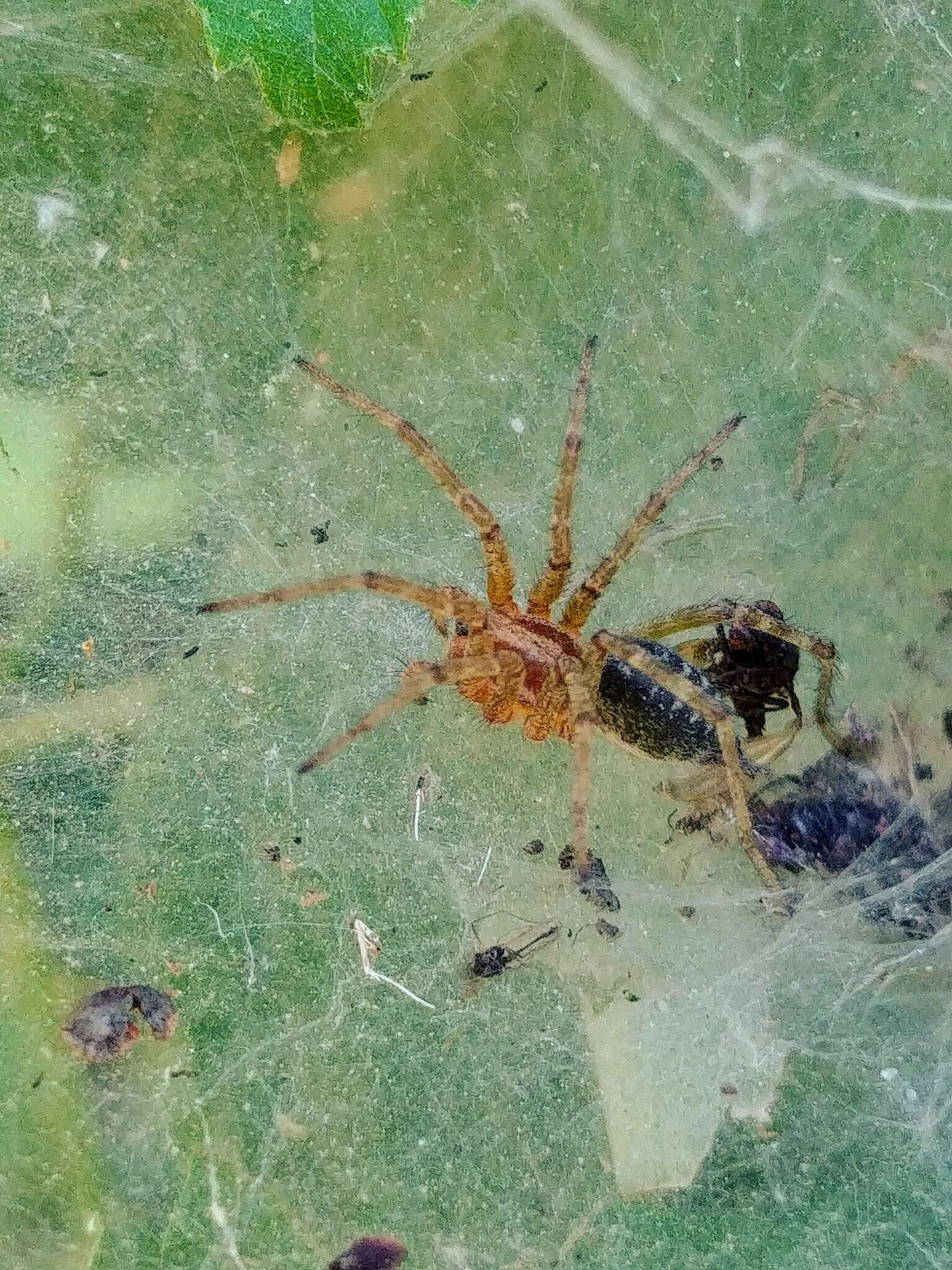 Image of Agelena labyrinthica (Clerck 1757)