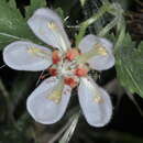 Image of Caiophora cernua (Griseb.) Urban & Gilg ex Kurtz