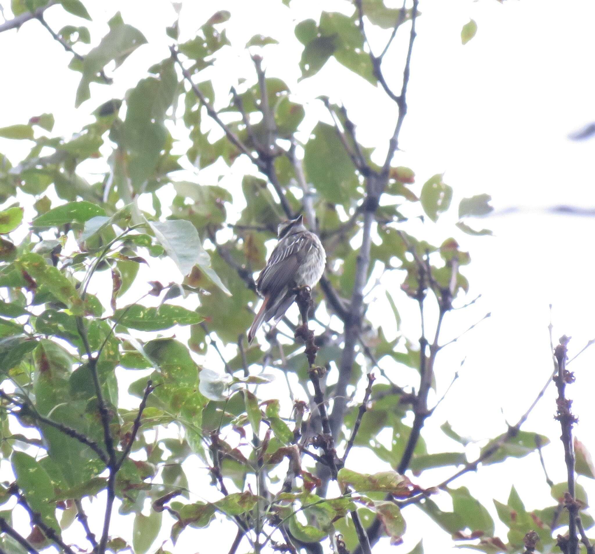 Plancia ëd Empidonomus Cabanis & Heine 1860