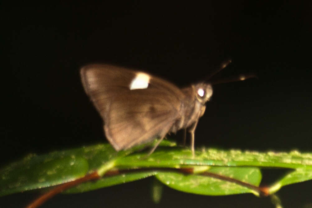 Image of Notocrypta clavata theba Evans 1949