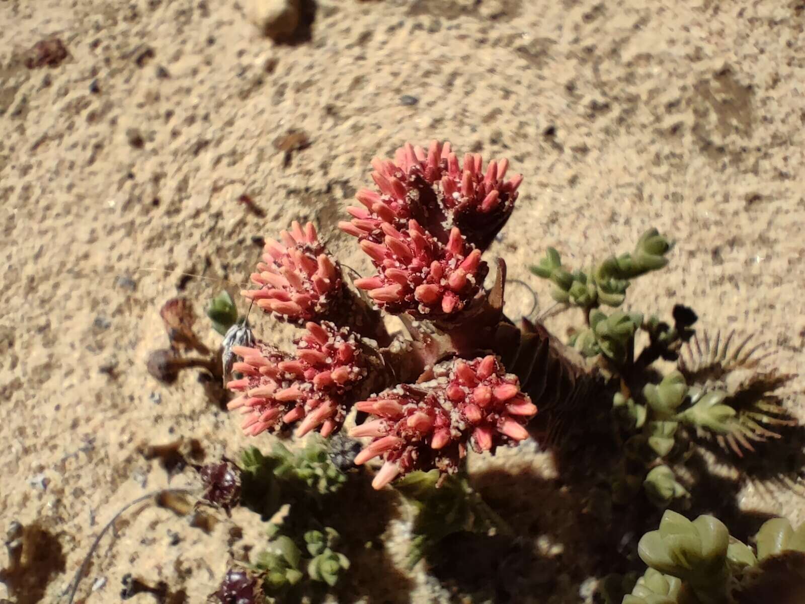 Image of Crassula alpestris subsp. alpestris