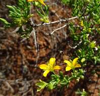 Image of Roepera aurantiaca Lindl.