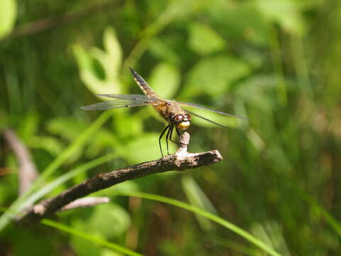 Image of Four-spotted Chaser