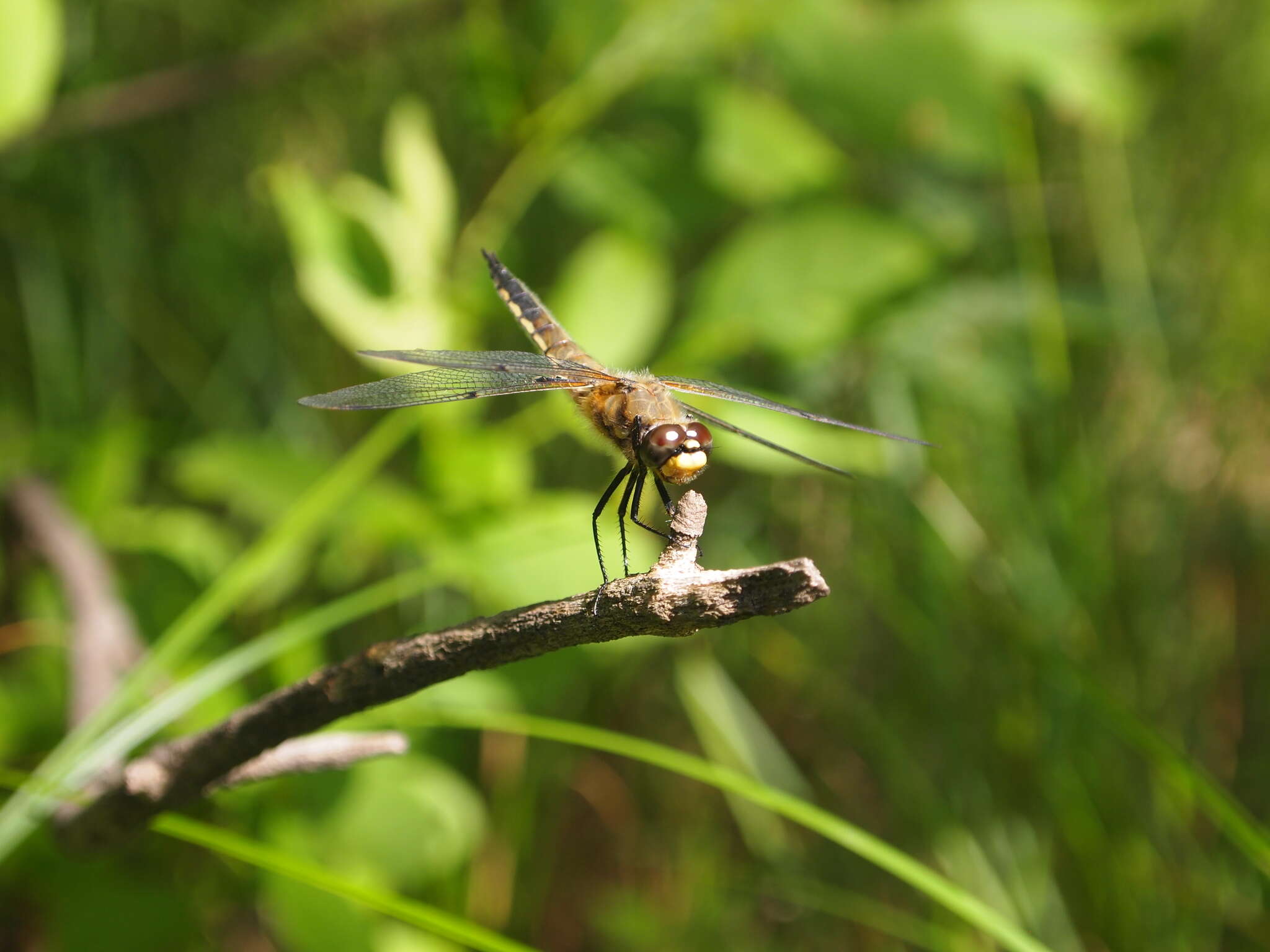 Image of Four-spotted Chaser