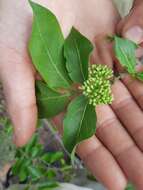 Image of Rock Alder